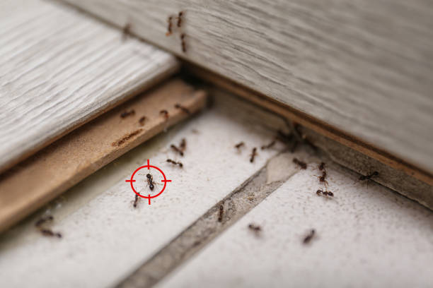Pest Control Cost in Maumelle, AR