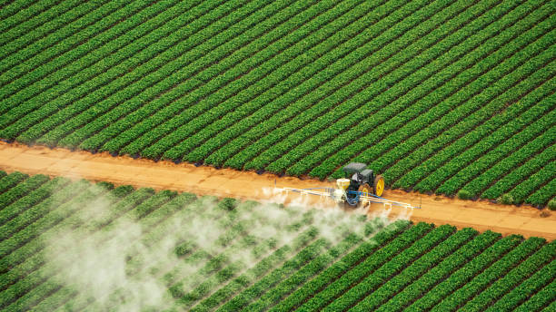 Reliable Maumelle, AR Pest Control Solutions