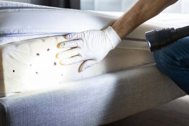 Best Insect Control  in Maumelle, AR