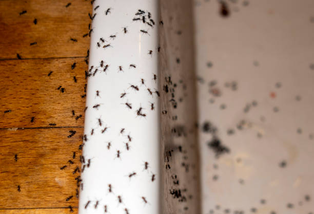 Best Wildlife Control Services  in Maumelle, AR