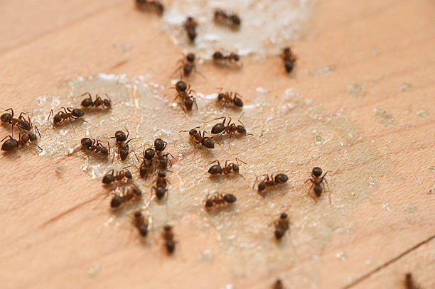 Best Affordable Pest Control Services  in Maumelle, AR