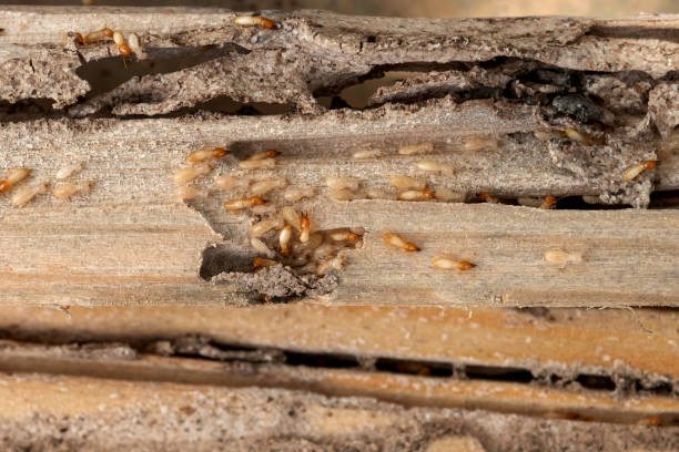 Best Pest Inspection Near Me  in Maumelle, AR